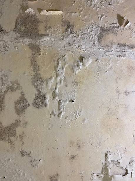 Professional Mold Remediation in Elk Grove, CA